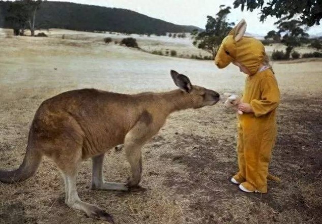 小萌娃第一次零距离接触袋鼠宝宝,双萌合一萌到哭