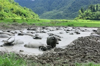 ​湖北省的宣恩县和鹤峰县