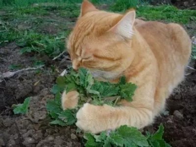 ​猫咪“吸毒现场” 解析让猫醉生梦死的薄荷草！