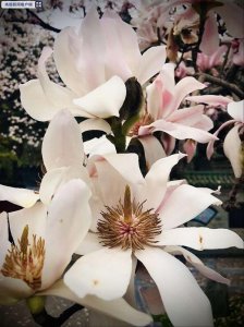 ​陕西“植物熊猫”、世界唯一古旱莲盛开，树龄超过400年