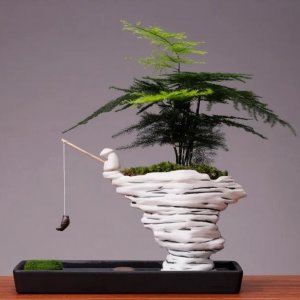 ​文竹不适合养在室内？这几点事项大家一定要注意