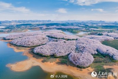 ​不负春光！贵州万亩樱花盛开现粉色花海