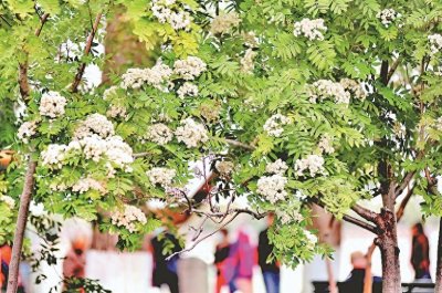 ​花楸树开花了