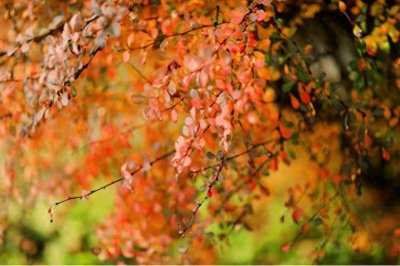 ​初冬打卡“北京最美有轨电车”，享受季节限定美景