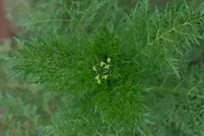 ​很多人都不知道，有一种野菜的钙含量比牛奶还高！它就是麦蒿。