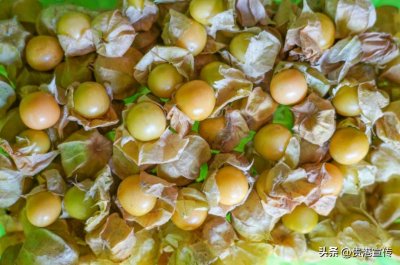 ​贵港这里有一种果叫“姑娘”，你见过吗？