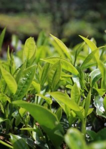 ​元稹的宝塔诗 茶