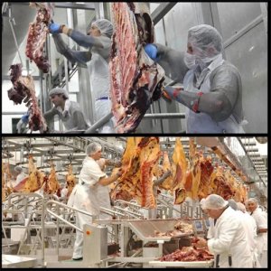 ​出国劳务澳大利亚工作骗局办理出国劳务要小心！