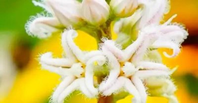 ​像星星的花――萝藦