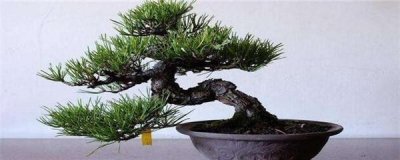 ​盆景怎么制作