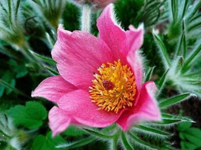 ​白头翁花欣赏