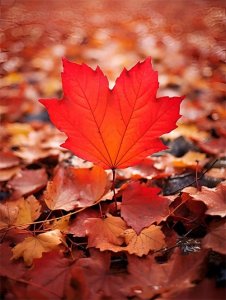 ​深秋的绝美文案，浪漫又治愈！