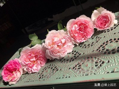 ​一朵伊芙香满园，就是小苗不肯长，到底哪种伊芙最好养呢？