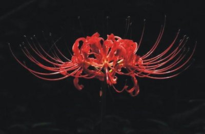 ​虽美丽无比，却致命的死亡之花，你知道它们吗？