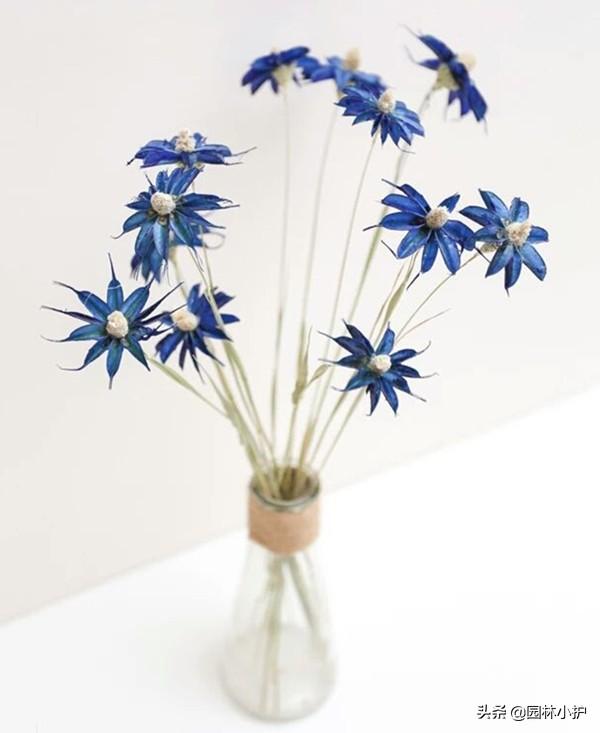 干花的制作过程（5种简单又实用的干花制作方法来了）(7)