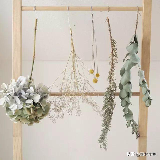 干花的制作过程（5种简单又实用的干花制作方法来了）(2)