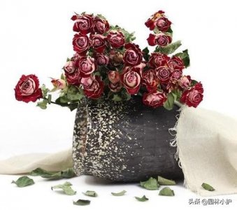 ​5种简单又实用的干花制作方法来了(干花的制作过程)