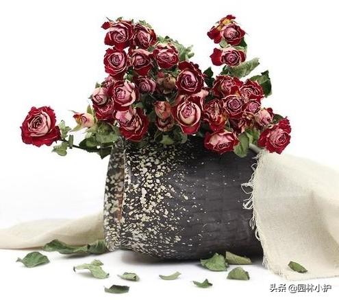 干花的制作过程（5种简单又实用的干花制作方法来了）(1)