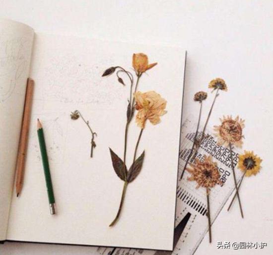 干花的制作过程（5种简单又实用的干花制作方法来了）(6)