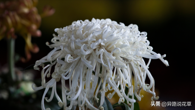 ​扫墓鲜花用什么花（清明节上坟用什么花合适）