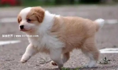 ​纯种边牧犬多少钱一只幼崽，最低1500元一只(成年的最低2千元)