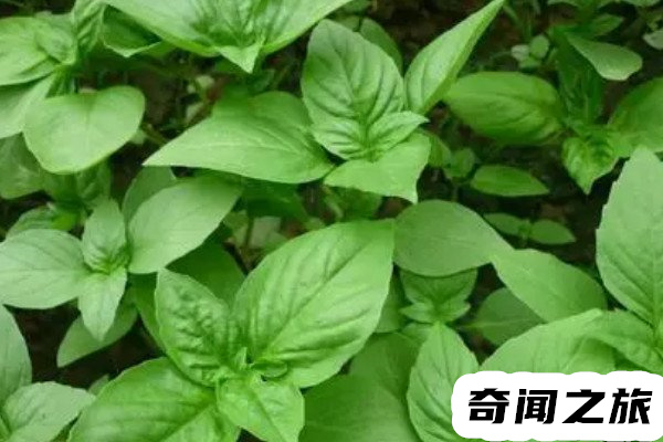 九层塔是什么菜(九层塔的制作菜品)(3)_