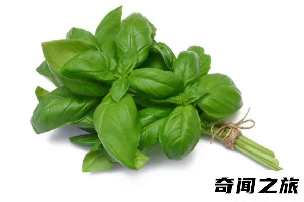 九层塔是什么菜(九层塔的制作菜品)(4)_