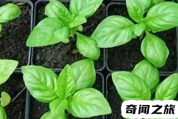 九层塔是什么菜(九层塔的制作菜品)(2)_