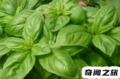 ​九层塔是什么菜(九层塔的制作菜品)