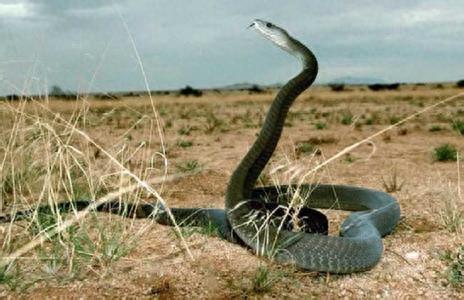 仗势欺人是了不起，天敌就是现世报