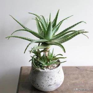 ​木立芦荟是家庭必备花卉，它观赏价值不高，但实用性强