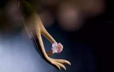 ​完美收官是什么意思（成语往往用于很多活动的结束时刻）