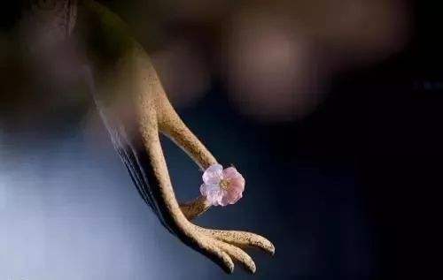 完美收官是什么意思(成语往往用于很多活动的结束时刻)(1)_