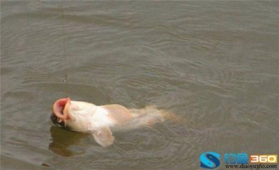 ​钓鲤鱼如何调漂!