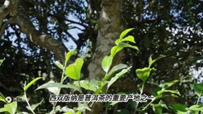 ​普洱茶主要产区在哪里