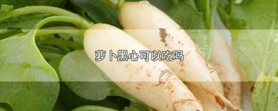 ​萝卜黑心可以吃吗