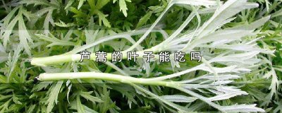 ​芦蒿的叶子能吃吗