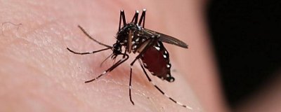 ​穿什么颜色容易被蚊子叮