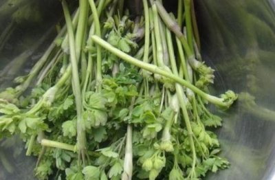 ​农村的一种“猫爪菜”，能补肾治便秘，现在成了稀罕物，价值珍贵