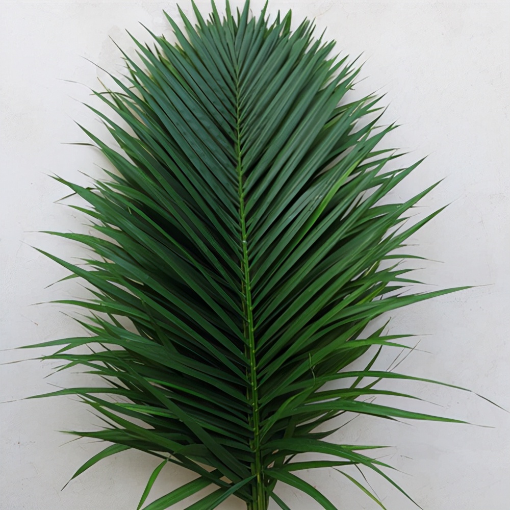 鲜花店常见的花及花语（花店的常用鲜花推荐）