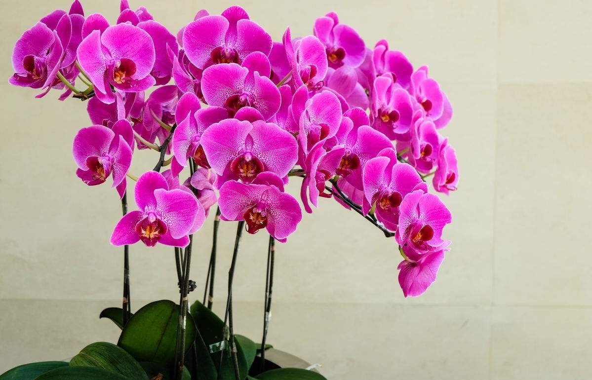 鲜花店常见的花及花语（花店的常用鲜花推荐）