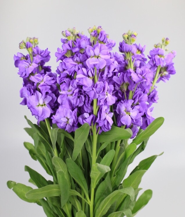 鲜花店常见的花及花语（花店的常用鲜花推荐）