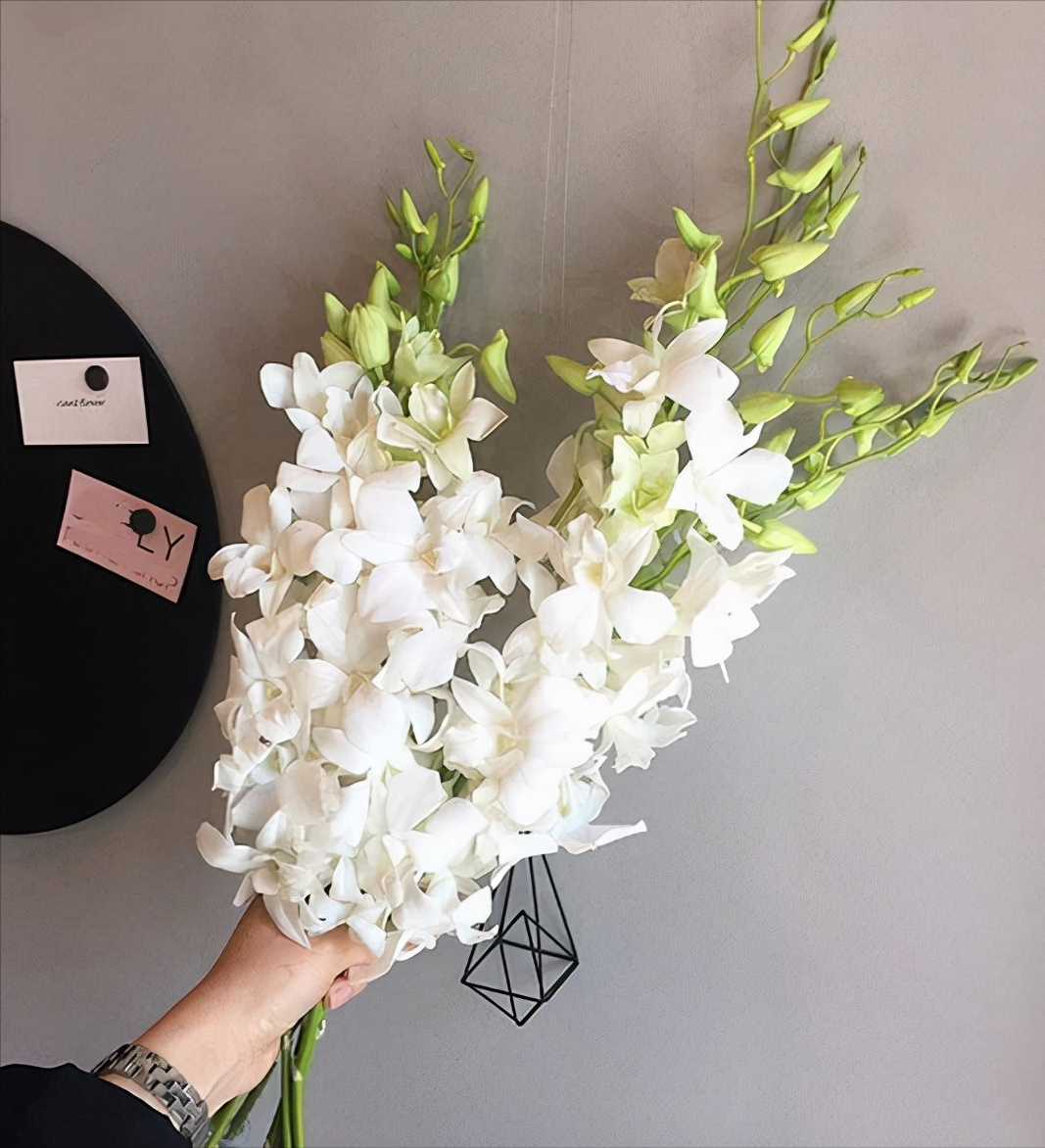 鲜花店常见的花及花语（花店的常用鲜花推荐）