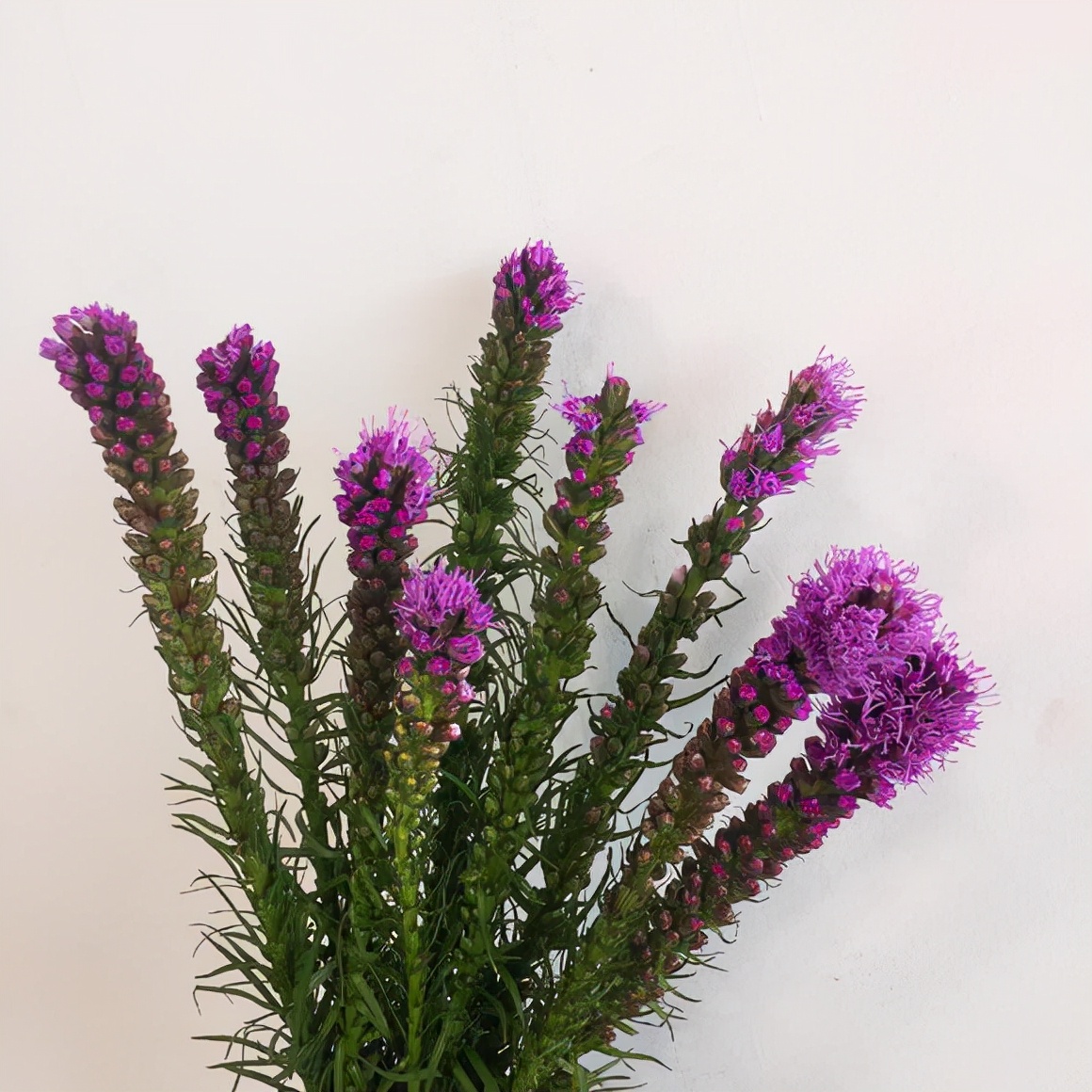 鲜花店常见的花及花语（花店的常用鲜花推荐）