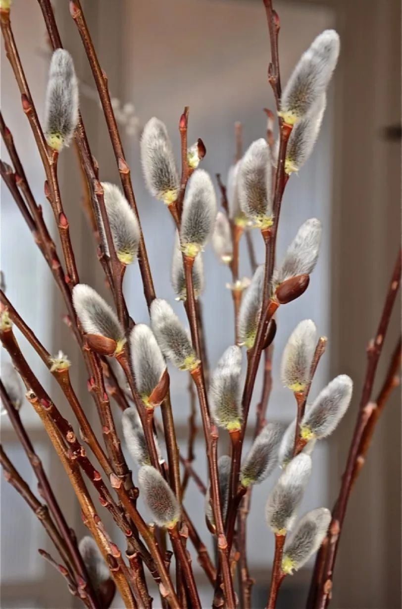 鲜花店常见的花及花语（花店的常用鲜花推荐）