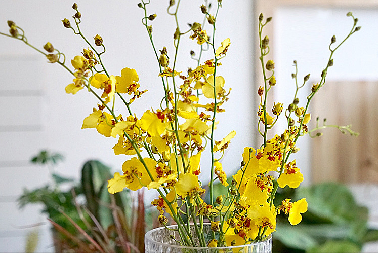 鲜花店常见的花及花语（花店的常用鲜花推荐）