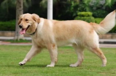 ​狗狗没有沐浴露用什么洗澡狗狗洗澡用什么沐浴露好