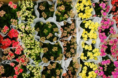 ​“长寿花”烂根怎么办？“咔嚓”剪1刀，重新插土里就能活