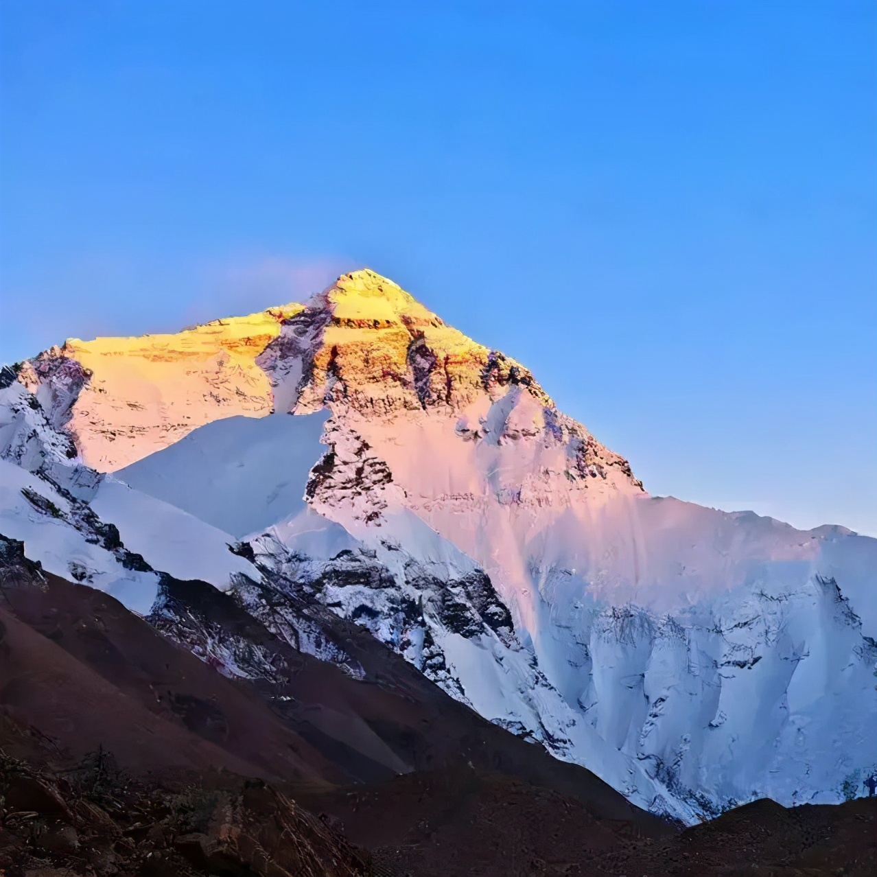 绿萝花茶的功效和作用（生长在喜马拉雅的养生茶）