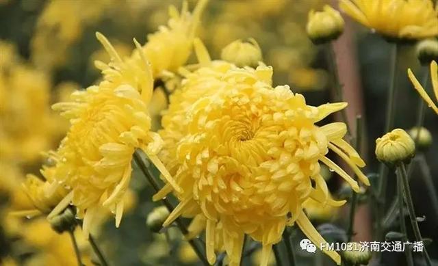 春季养肝护肝食谱大全（春季降火必备色泽金黄）(20)